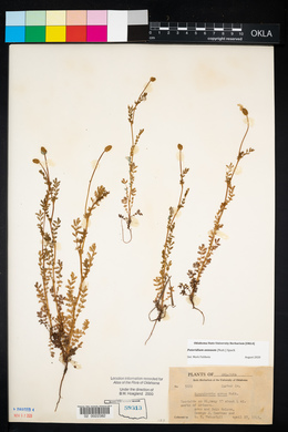 Sanguisorba annua image