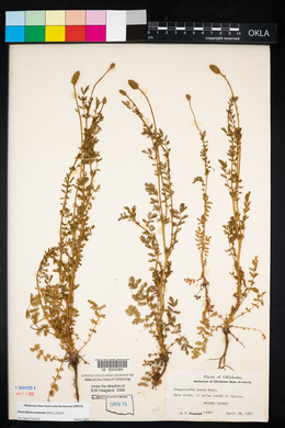 Sanguisorba annua image