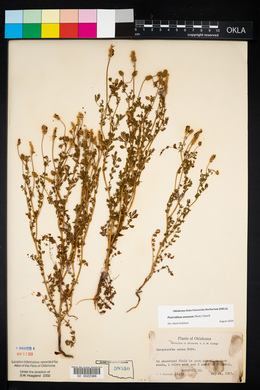 Sanguisorba annua image