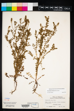 Sanguisorba annua image