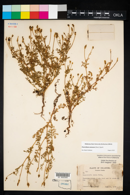 Sanguisorba annua image