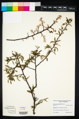 Prunus angustifolia image