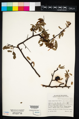 Prunus angustifolia image