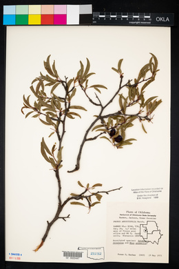 Prunus angustifolia image