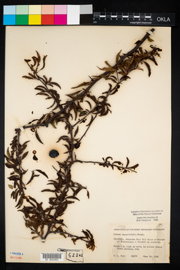 Prunus angustifolia image