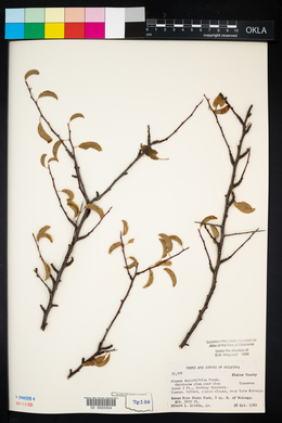 Prunus angustifolia image