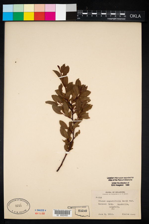 Prunus angustifolia var. watsonii image