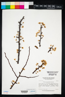 Prunus angustifolia image