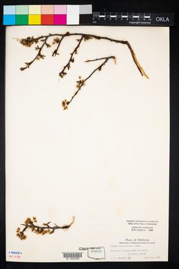 Prunus angustifolia image