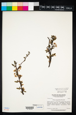 Prunus angustifolia image