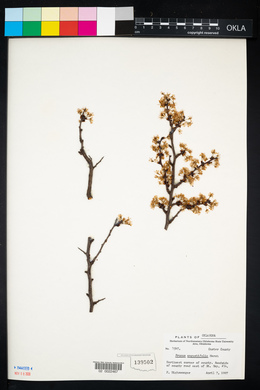 Prunus angustifolia image