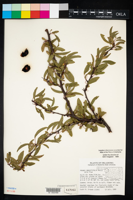 Prunus angustifolia image