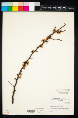 Prunus angustifolia image