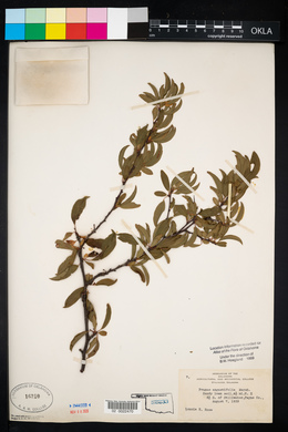 Prunus angustifolia image