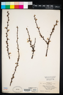 Prunus angustifolia image