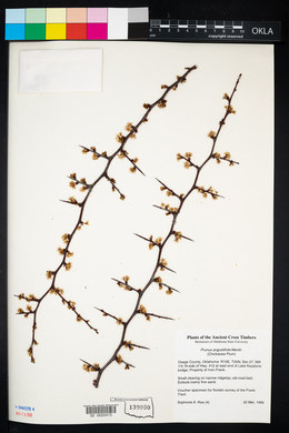 Prunus angustifolia image