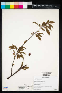 Prunus angustifolia image