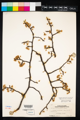 Prunus angustifolia image