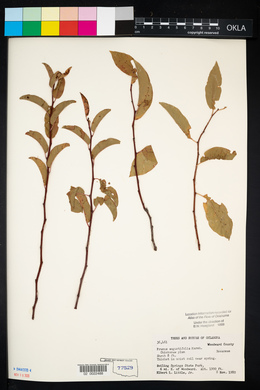 Prunus angustifolia image