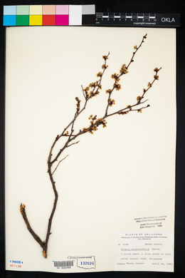 Prunus angustifolia image