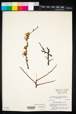 Prunus angustifolia image