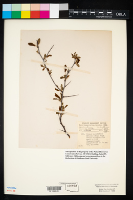 Prunus angustifolia image