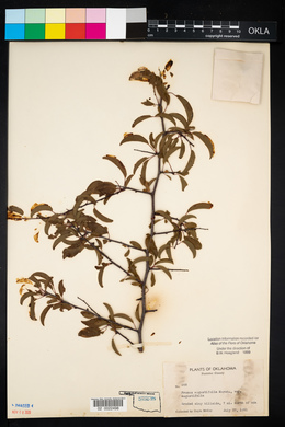 Prunus angustifolia image