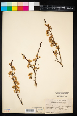 Prunus gracilis image