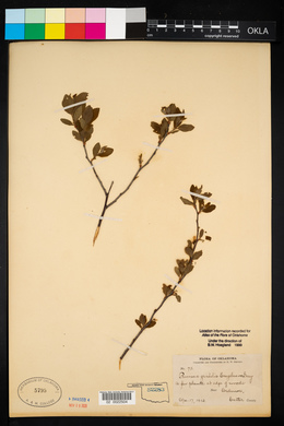 Prunus gracilis image