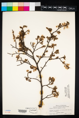 Prunus gracilis image