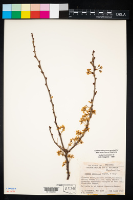 Prunus gracilis image