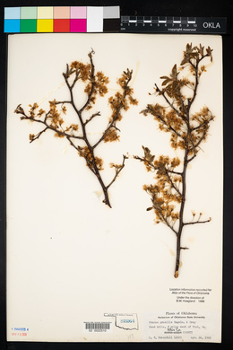 Prunus gracilis image