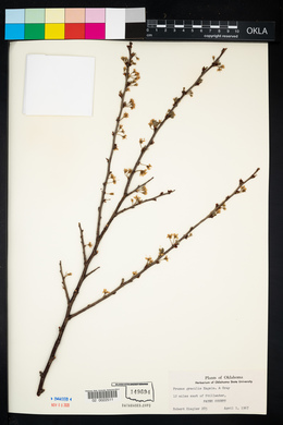 Prunus gracilis image