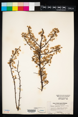 Prunus gracilis image