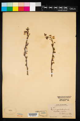 Prunus gracilis image