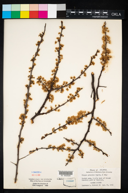 Prunus gracilis image