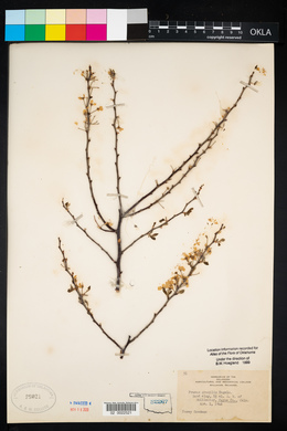 Prunus gracilis image