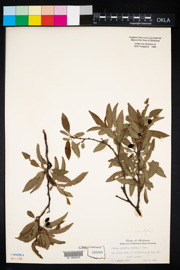 Prunus gracilis image