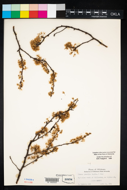 Prunus gracilis image