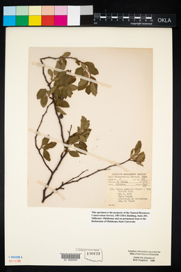 Prunus gracilis image