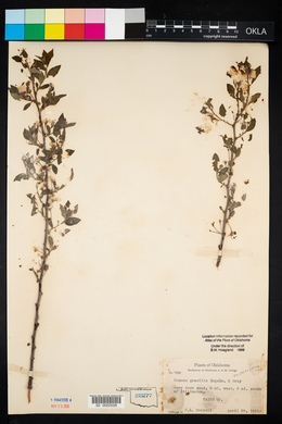 Prunus gracilis image