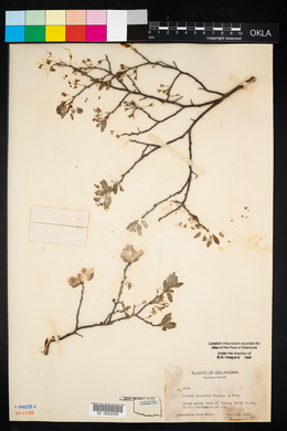 Prunus gracilis image
