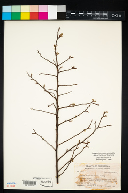 Prunus gracilis image