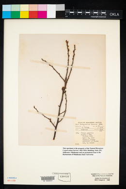 Prunus gracilis image