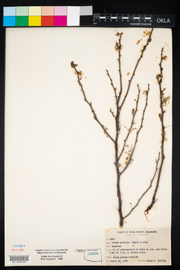 Prunus gracilis image