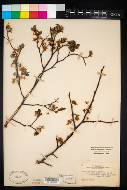 Prunus hortulana image