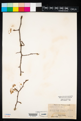 Prunus hortulana image