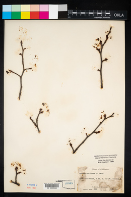 Prunus mexicana image