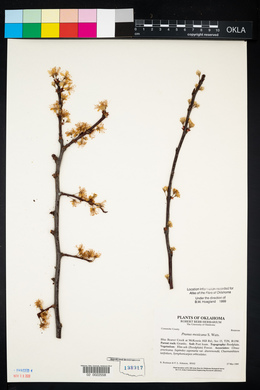 Prunus mexicana image