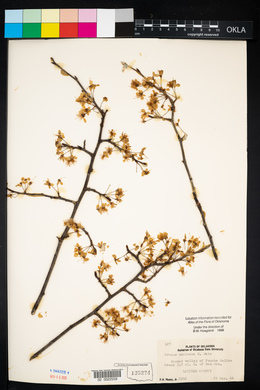 Prunus mexicana image